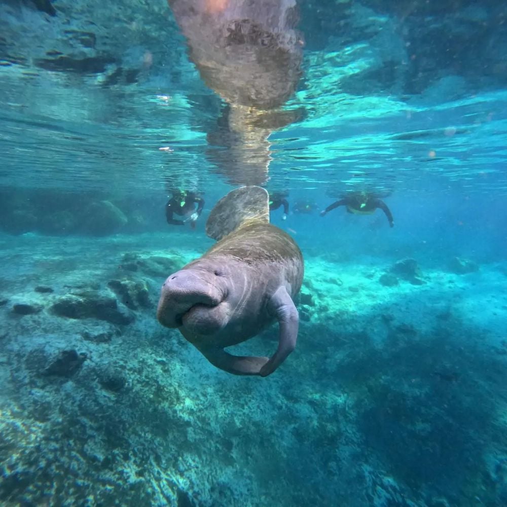 Manatee Discover Crystal River