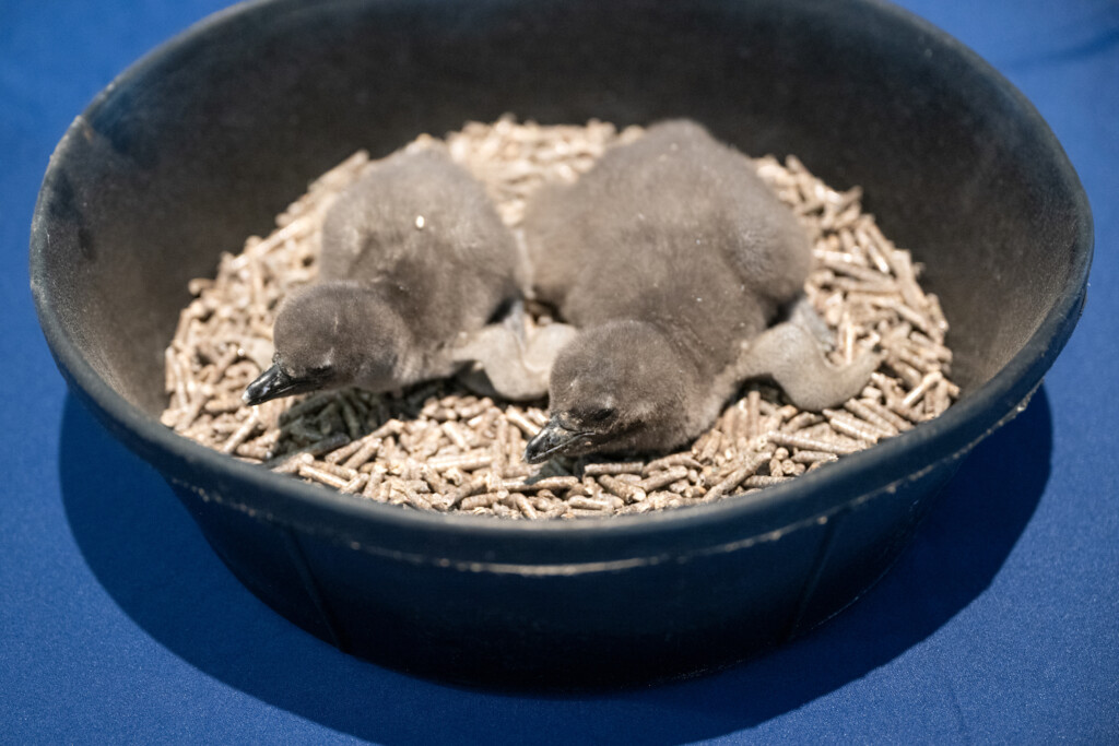 National Aviary Dsc 3081 African Penguin Chicks Mike Faix 2025