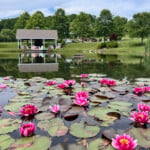 Pond2