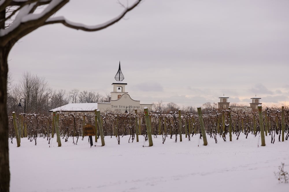 Gervasi Vineyard 2025