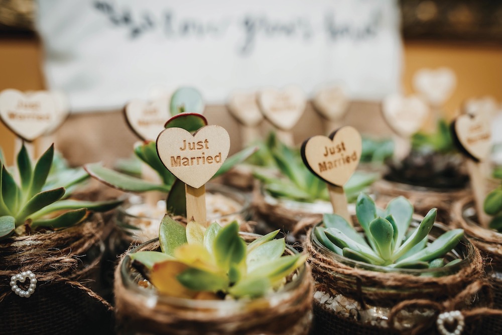 Small Succulent Wedding Favors Potted Plant